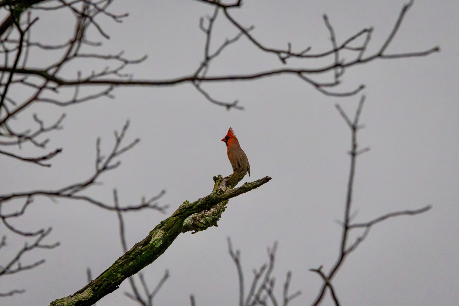 A male Northern cardinal perches on a bare tree branch with a deep gray sky behind him. Skinny tree branches frame the bird.