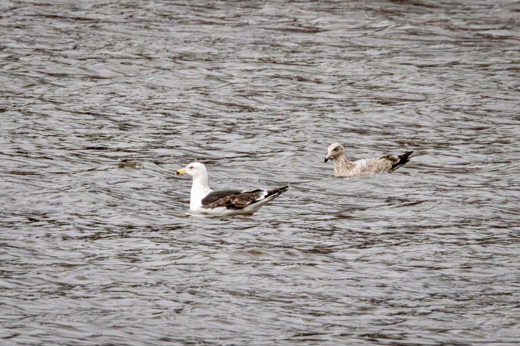 A great black-backed gull and a scraggly-looking herring gull float on a lake.