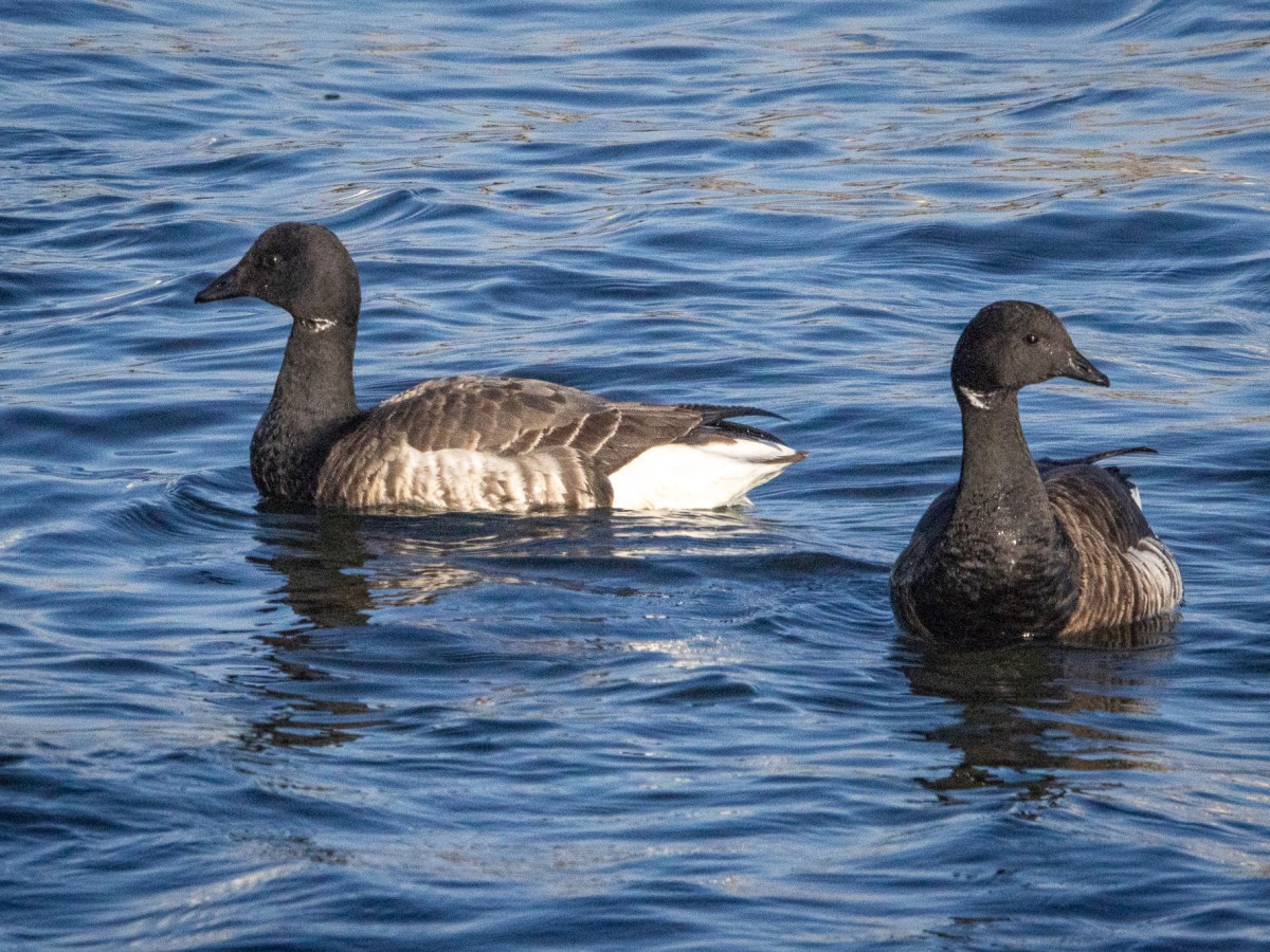 Birding destination: Shark River&nbsp;Inlet