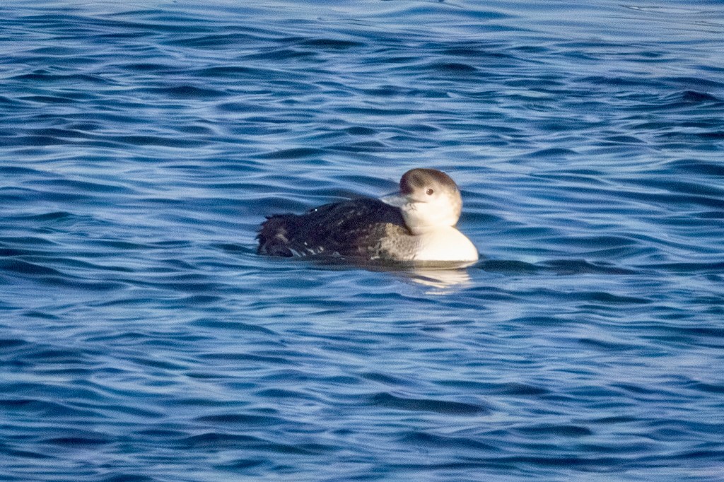 A common loon looks to its right as it floats on the blue water of the Atlantic Ocean.