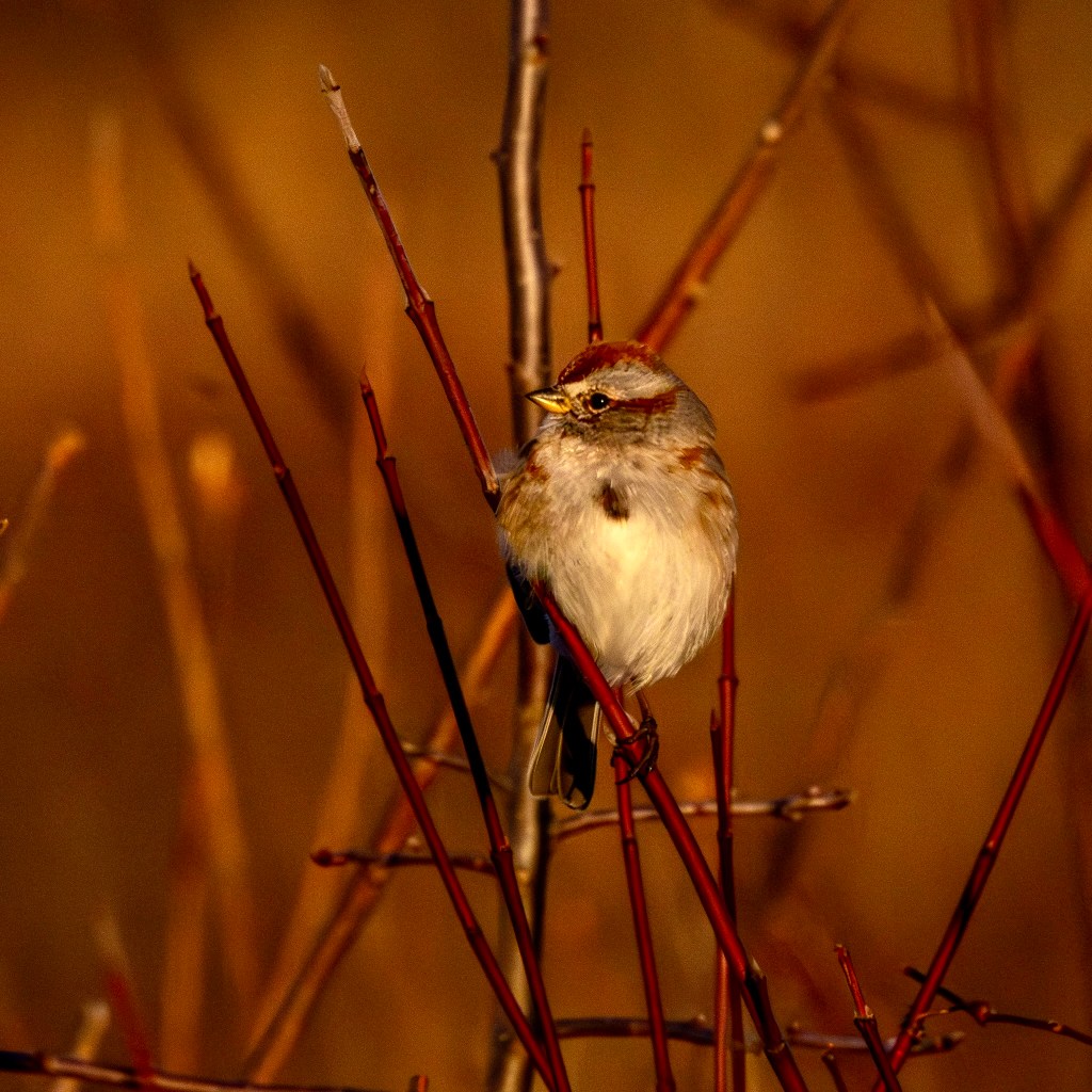 An American tree sparrow perches on reddish branches and turns its head to its right.