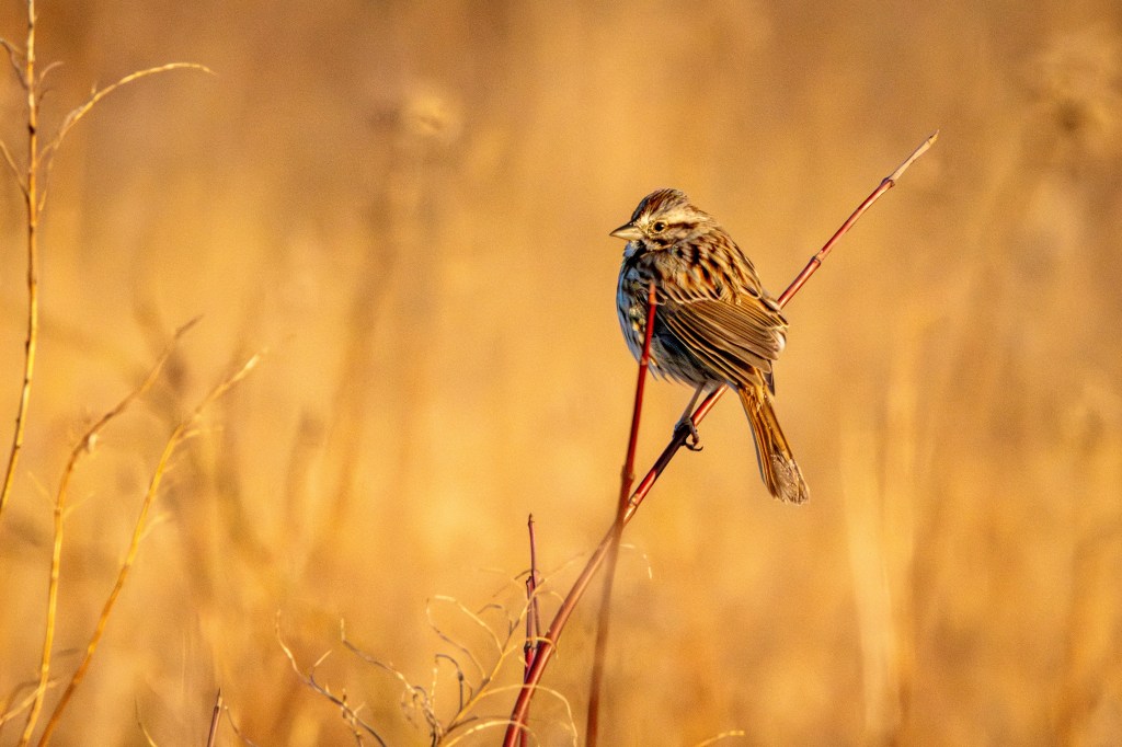 A song sparrow perches on a reddish branch, looking to its left across the grasses in a field well lit by the sun.