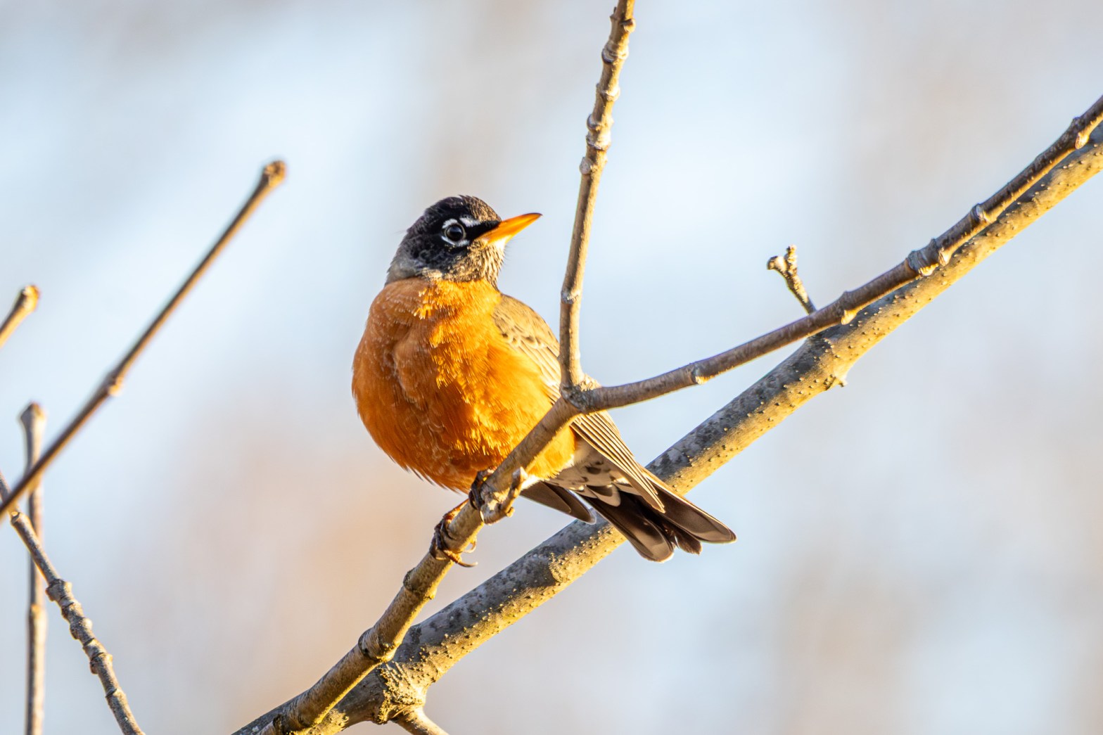 An American robin perches on a small tree. The bird turns its head back to the left. Its red breast and yellow bill are well-illuminated by the sun.