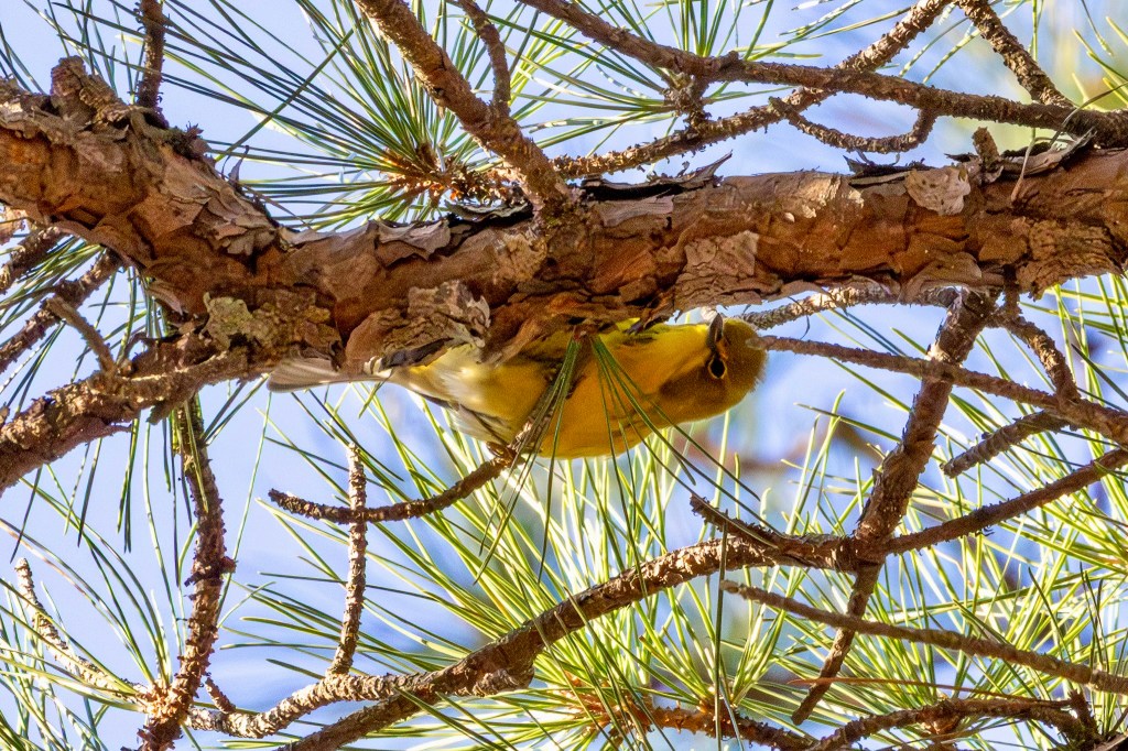 Pine warbler clinging to the underside of a nearly horizontal pine tree branch.