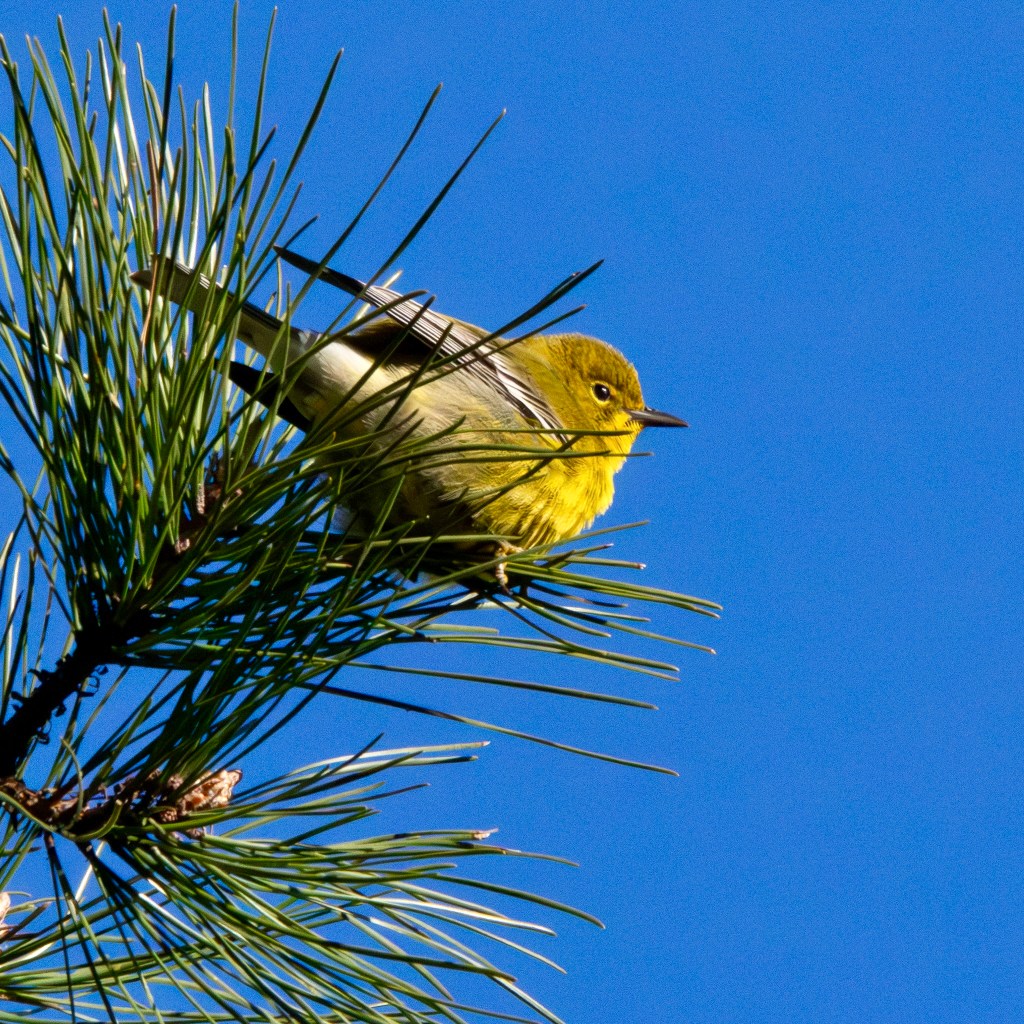 Pine warbler perched on the edge of a pine branch. The bird's tail sticks into the pine needles.