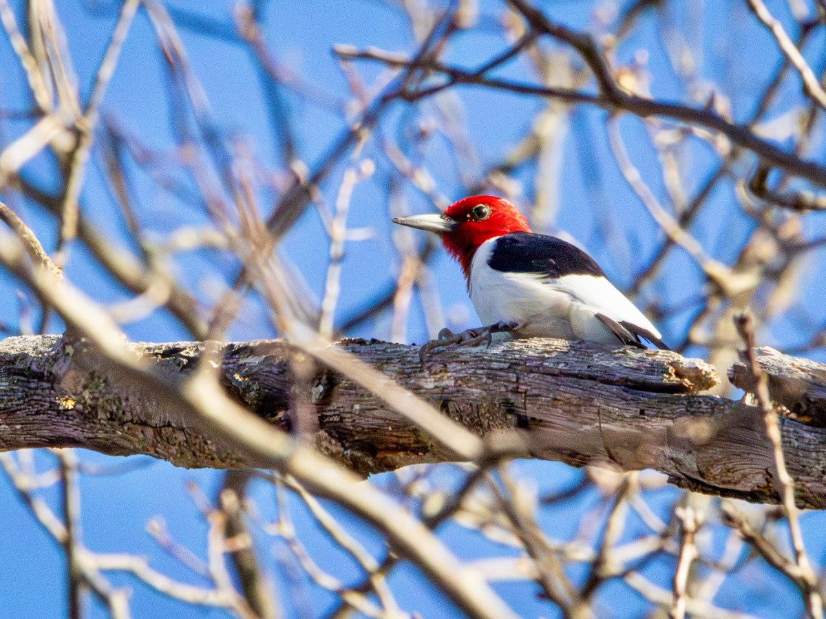 A birding adventure in the Pine&nbsp;Barrens