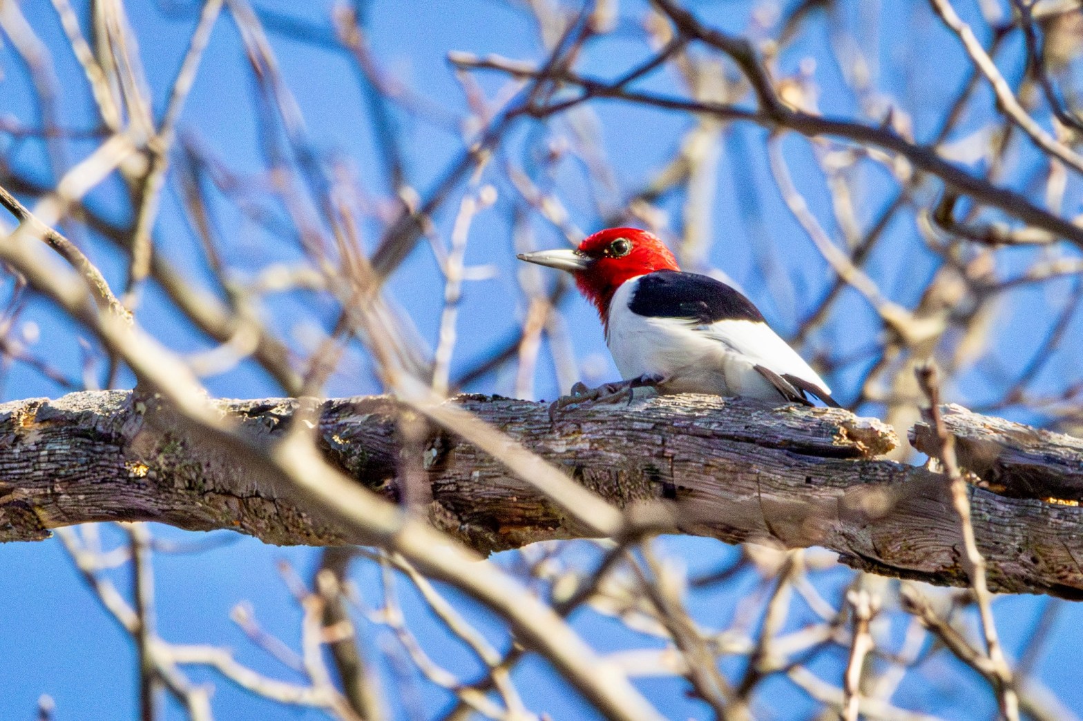 Red-headed woodpecker sitting on a nearly horizontal tree limb.