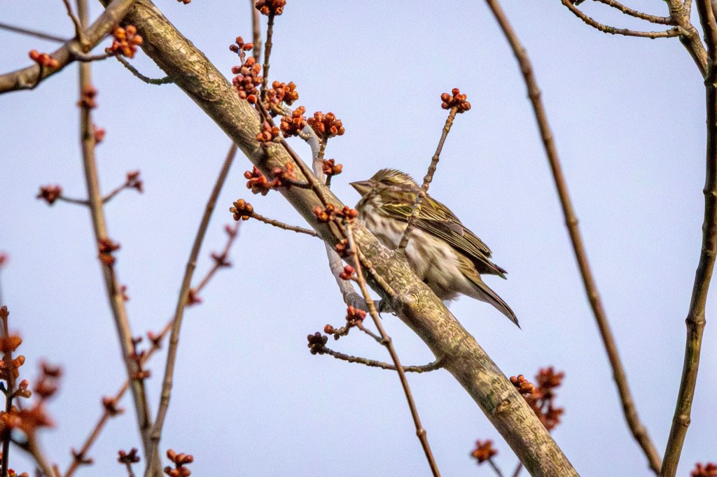 Purple finch perched on a tree branch with red buds on several nearby smaller branches.