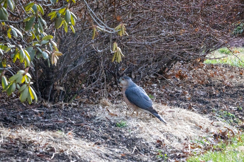 Cooper's hawk standig on the ground at the edge of bare rose bushes and a rhododendron.