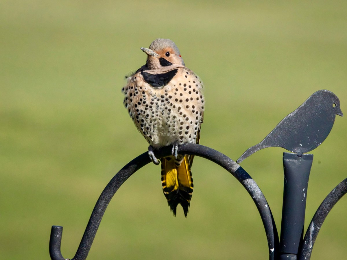 A Northern flicker comes a&nbsp;hammering
