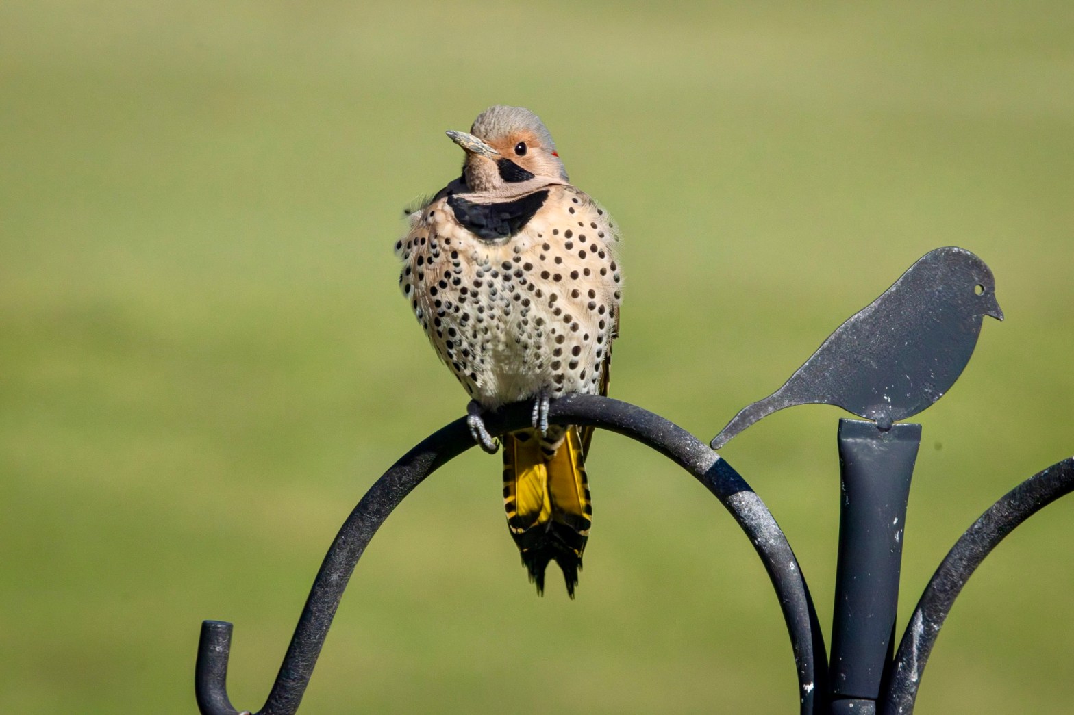 A male Northern flicker basks in the sunshine while sitting atop a round double shepherd's hook arm, with green grass in the background.