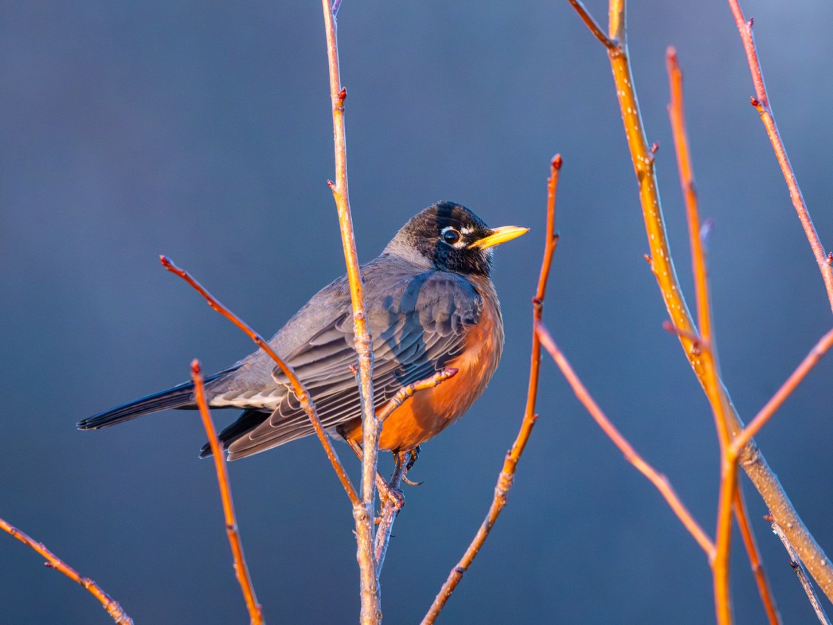 Spring is here. Bring on the migrant&nbsp;birds