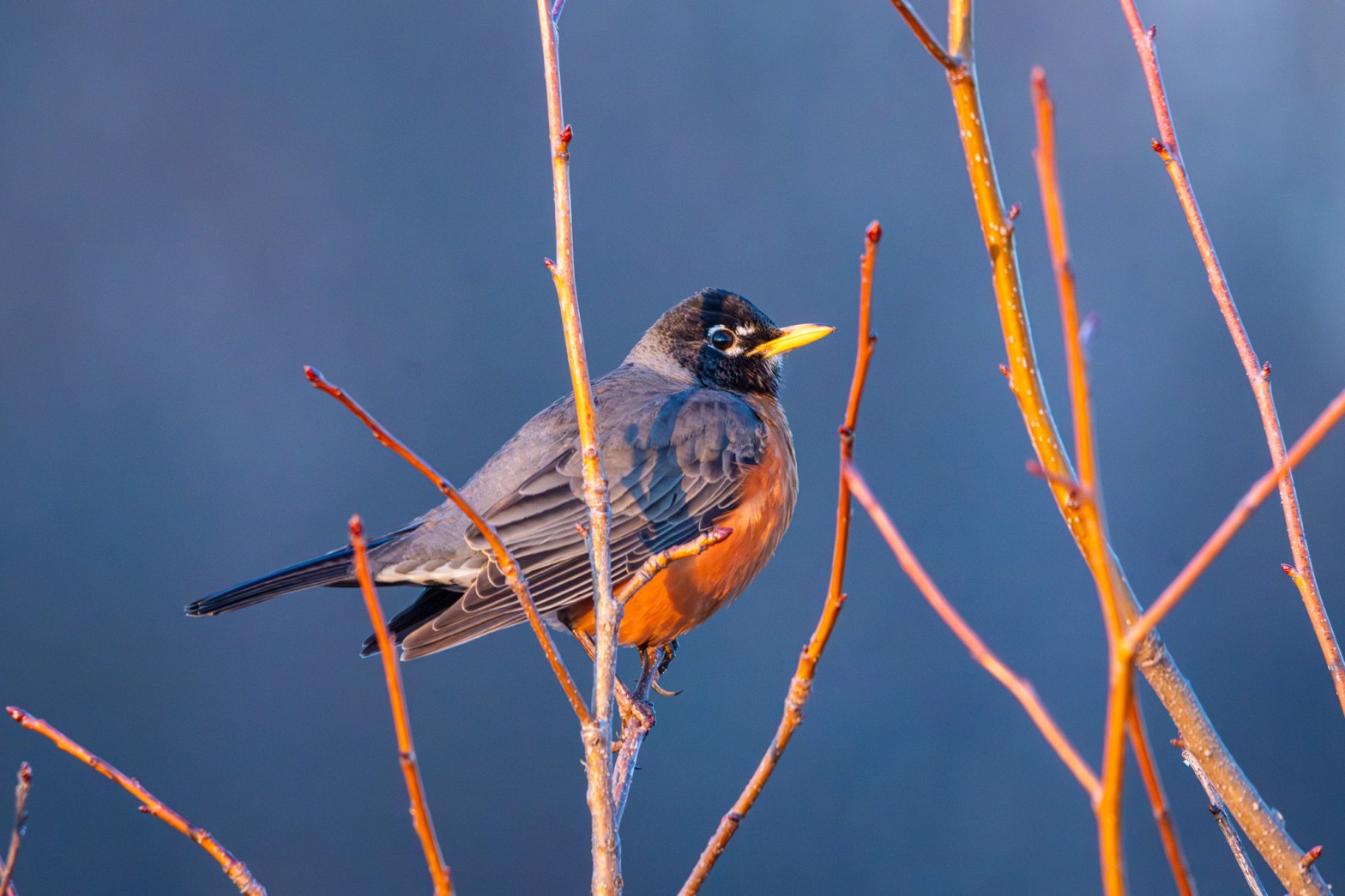 An American robin perches on a slender tree branch before a deep blue sky. Other slender branches are nearby.