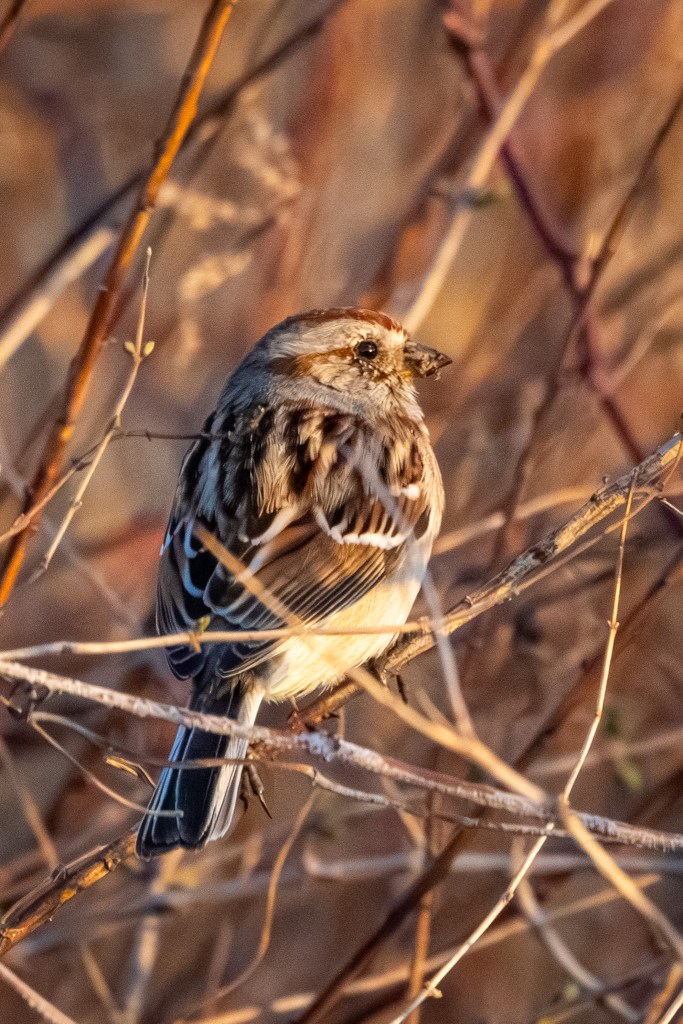 An American tree sparrow with what likely is a small bug in its beak perches on a tree branch.