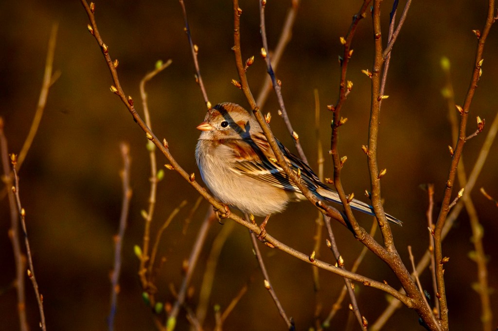 A field sparrow perches on a small tree branch. The branch and several others show reddish buds, with several showing the start of green leaves to come.