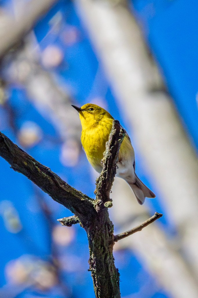 A yellow pine warbler perches atop a tree trunk, with pink tree blossoms fuzzy in the background.
