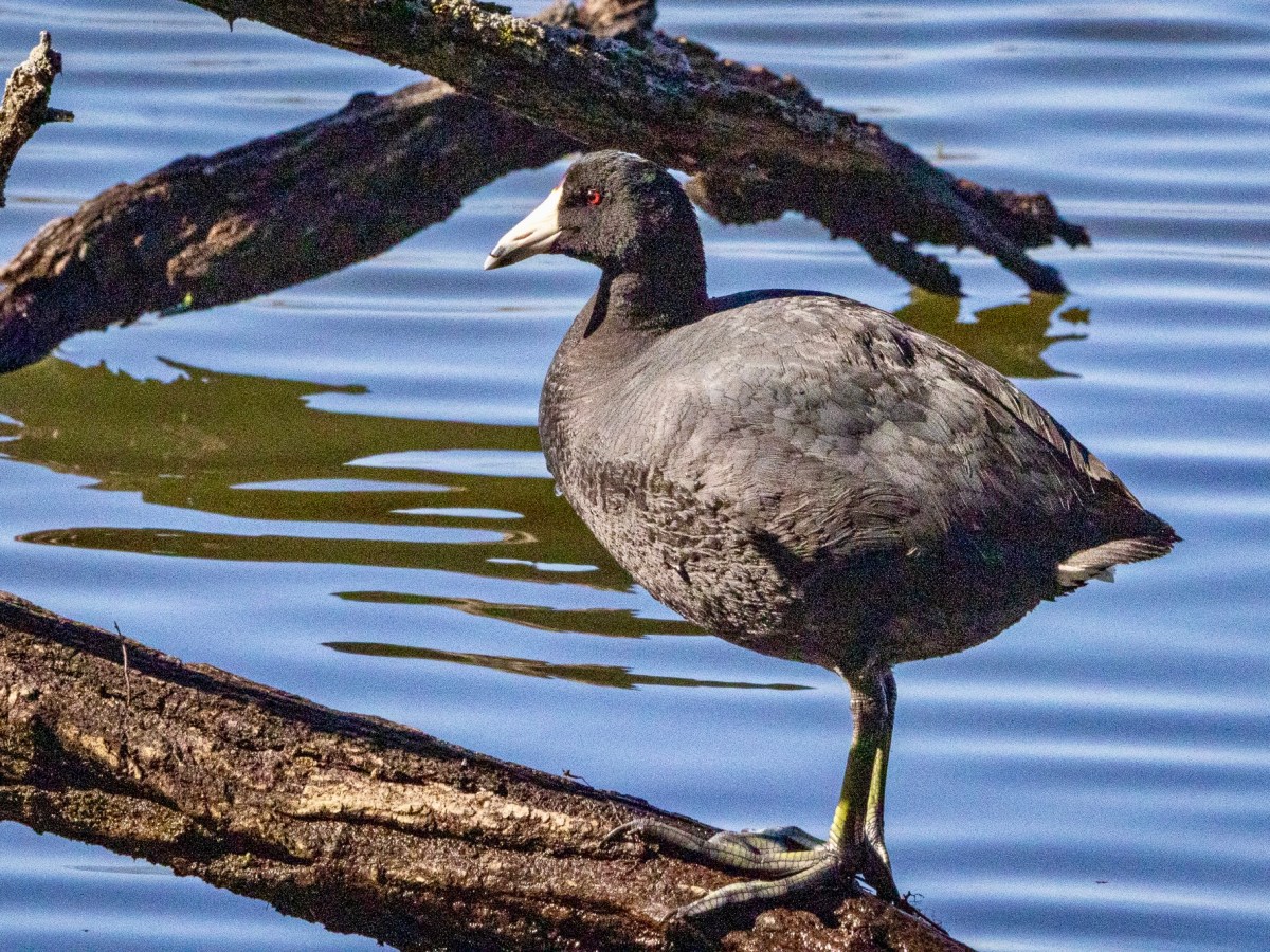 A 40-species outing at Abbott&nbsp;Marshlands
