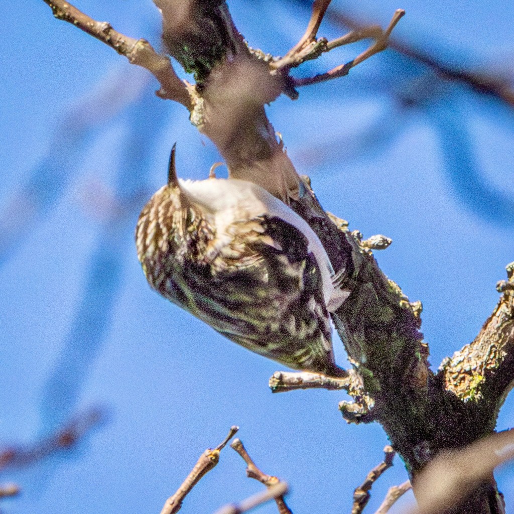 A brown creeper crawls on the underside of a fairly thick tree branch. The bird's downward-curving black beak is shown clearly.