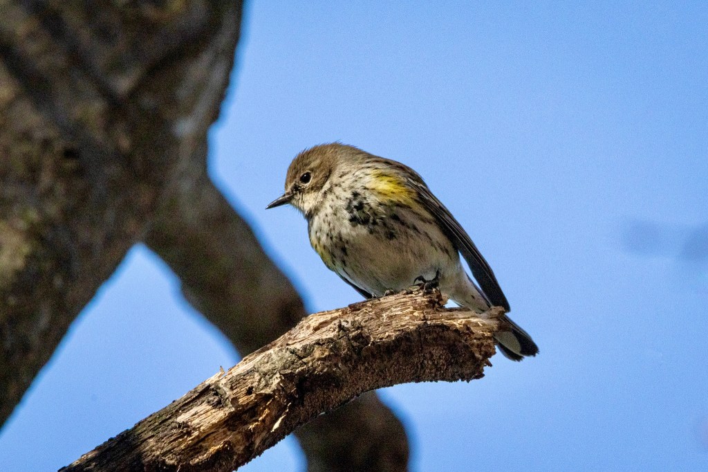 A yellow-rumped warbler perches on a thick tree branch.