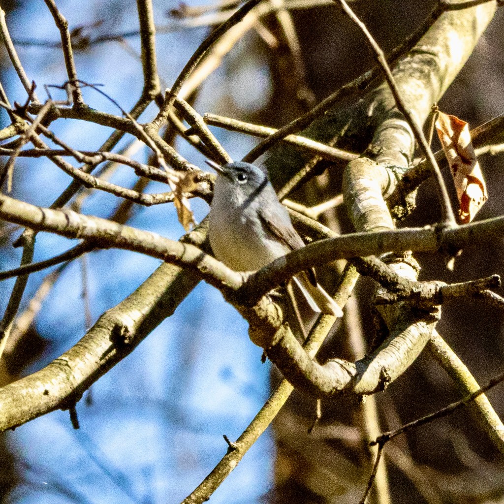 A blue-gray gnatcatcher perches on tree branches.