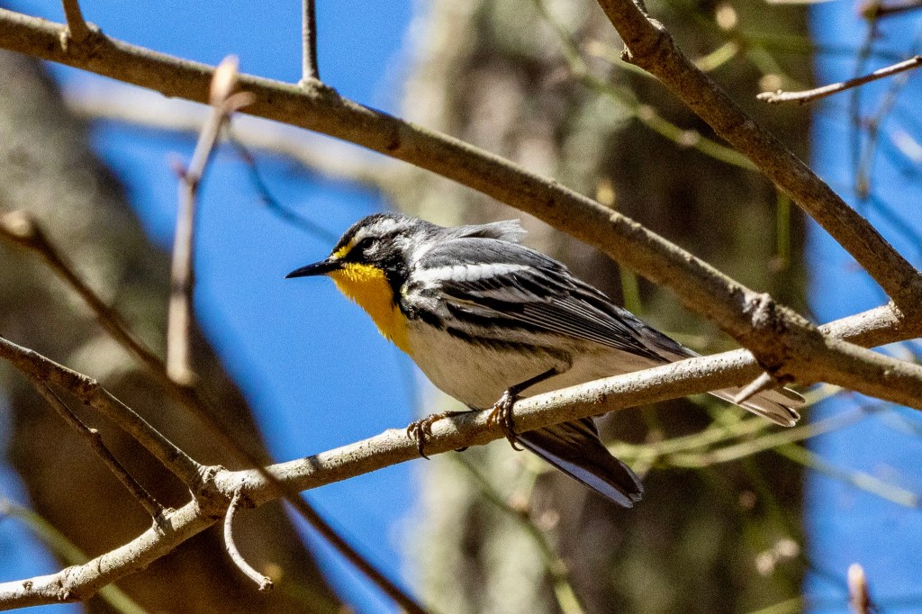 A yellow-throated warbler leans forward while perched on a bare tree branch.