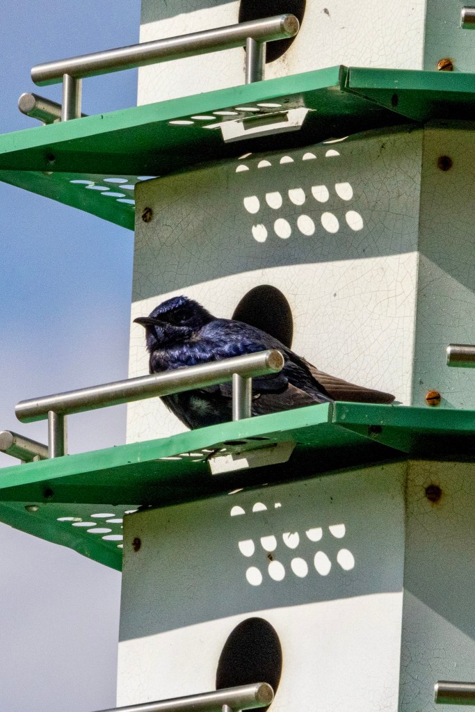 Purple martin sitting on the green ledge of a white martin house.
