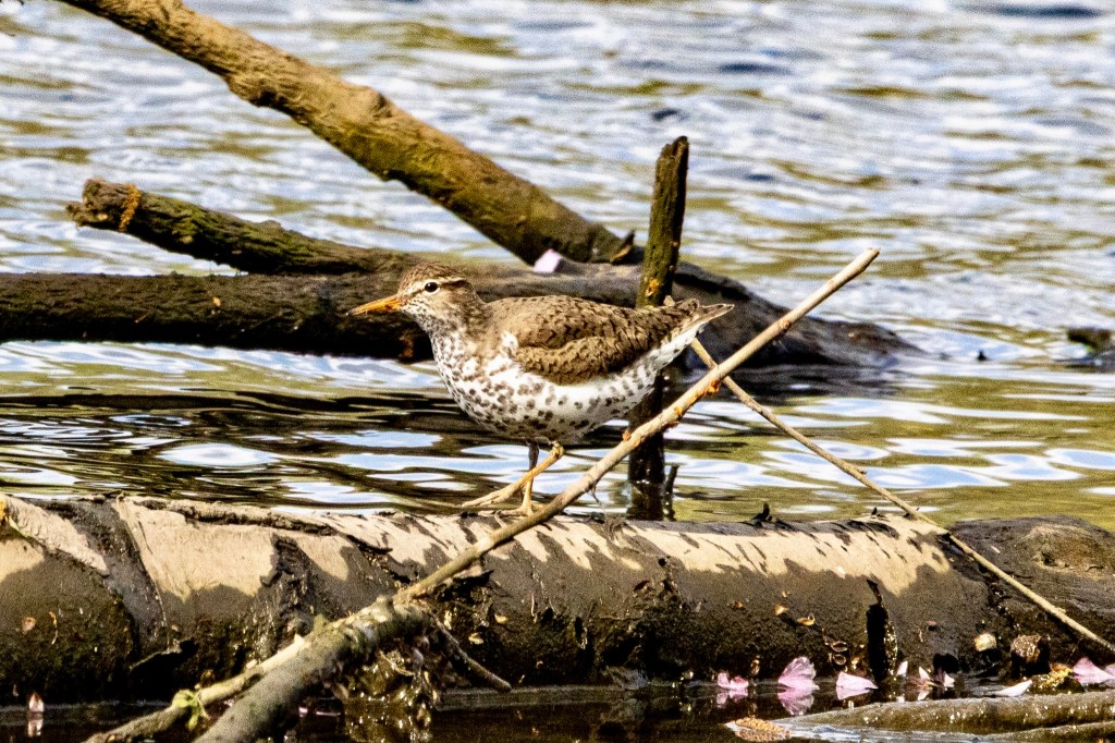 Spotted sandpiper walking right to left atop a log at the water's edge.