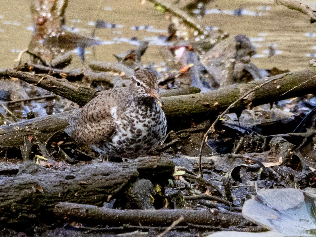 How to spot a spotted&nbsp;sandpiper