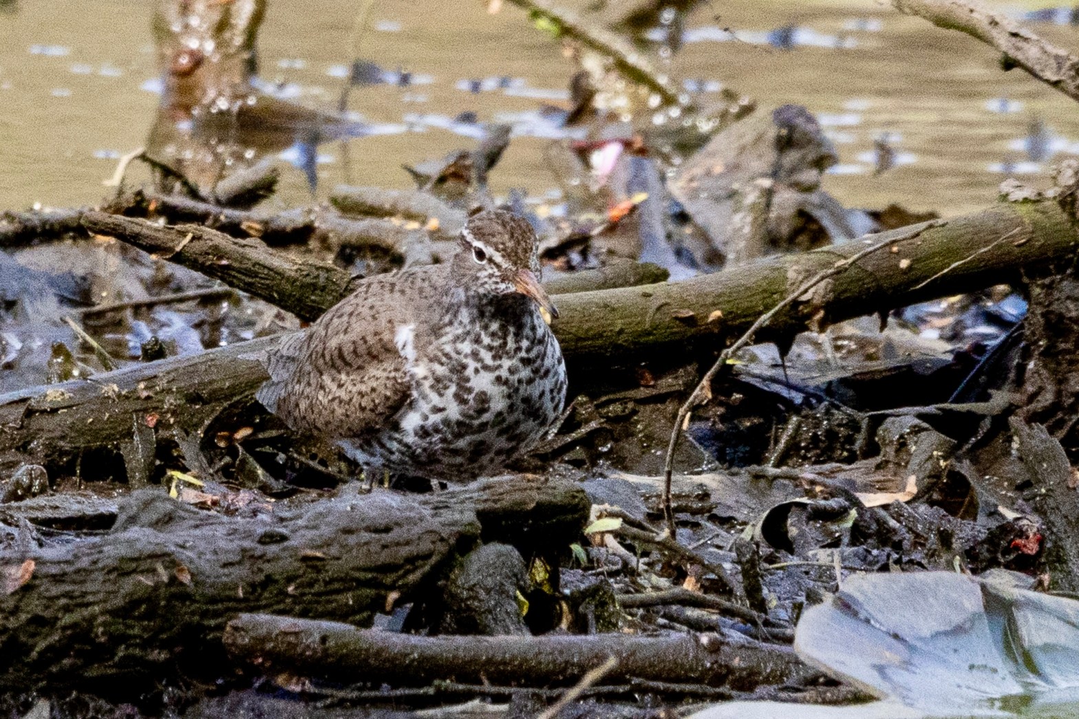 Spotted sandpiper standing on a log at the edge of a lake. The bird's brown feathers blend in well with the logs.
