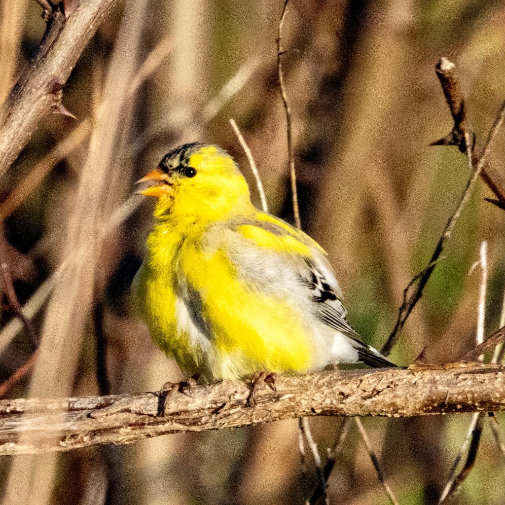 Male American goldfinch perched on a gnarly tree branch.