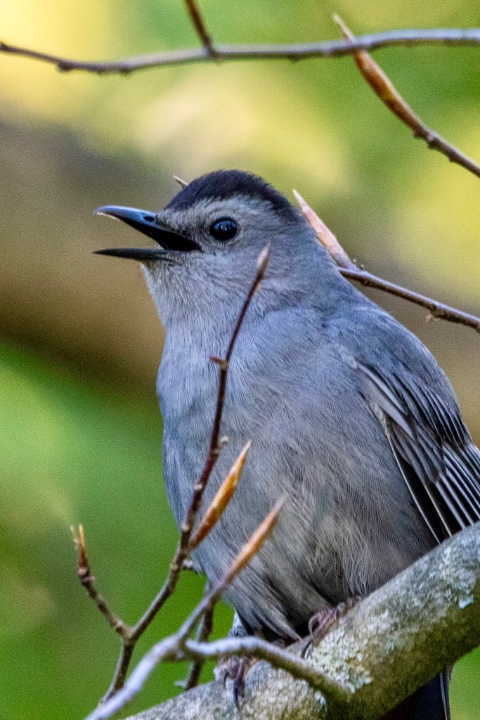 A gray catbird perches on a thick tree branch, with muted green leaves behind it. The bird's beak is open, almost giving him a smiling aspect.