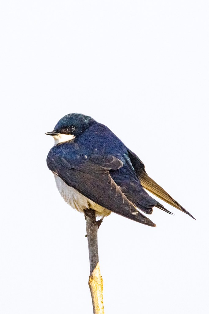 Tree swallow sitting atop a spikey branch on a small tree, with its blue colors showing clearly in the sunshine. The sky behind the bird appears nearly white.