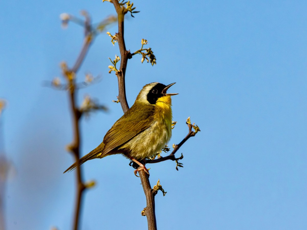 Old friends return during Spring&nbsp;migration
