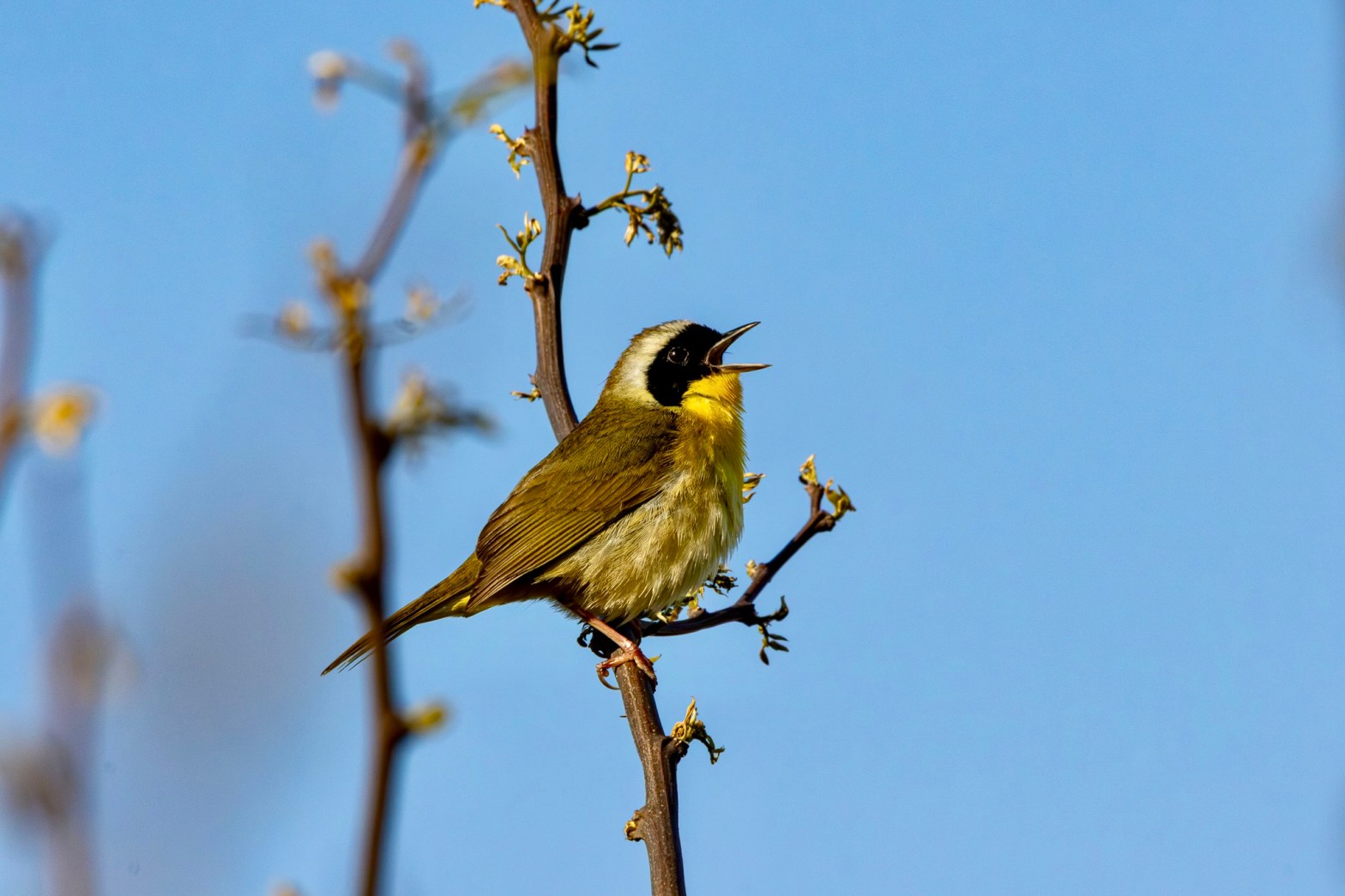 A male common yellowthroat sings out from a small branch on a small tree with green leaves budding out.