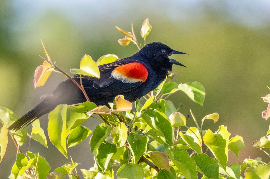 Red-winged blackbird perches in profile on a small bush with green leaves. The bird's beak is open in song, and the red and yellow epaulets on its wings are vivid in the morning sun.