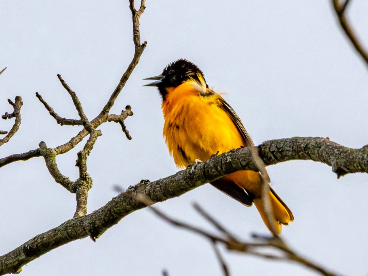 The cool, clear call of the Baltimore&nbsp;oriole