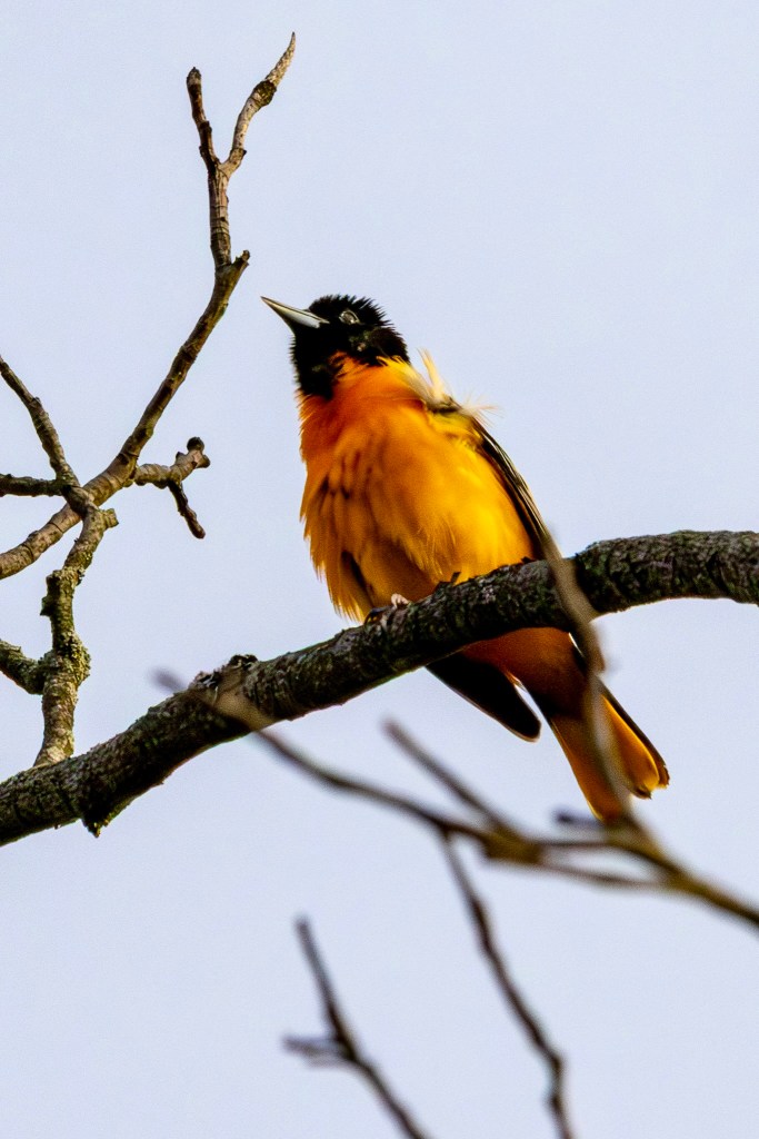 Black and orange male Baltimore oriole perched on a branch near the top of a tree.
