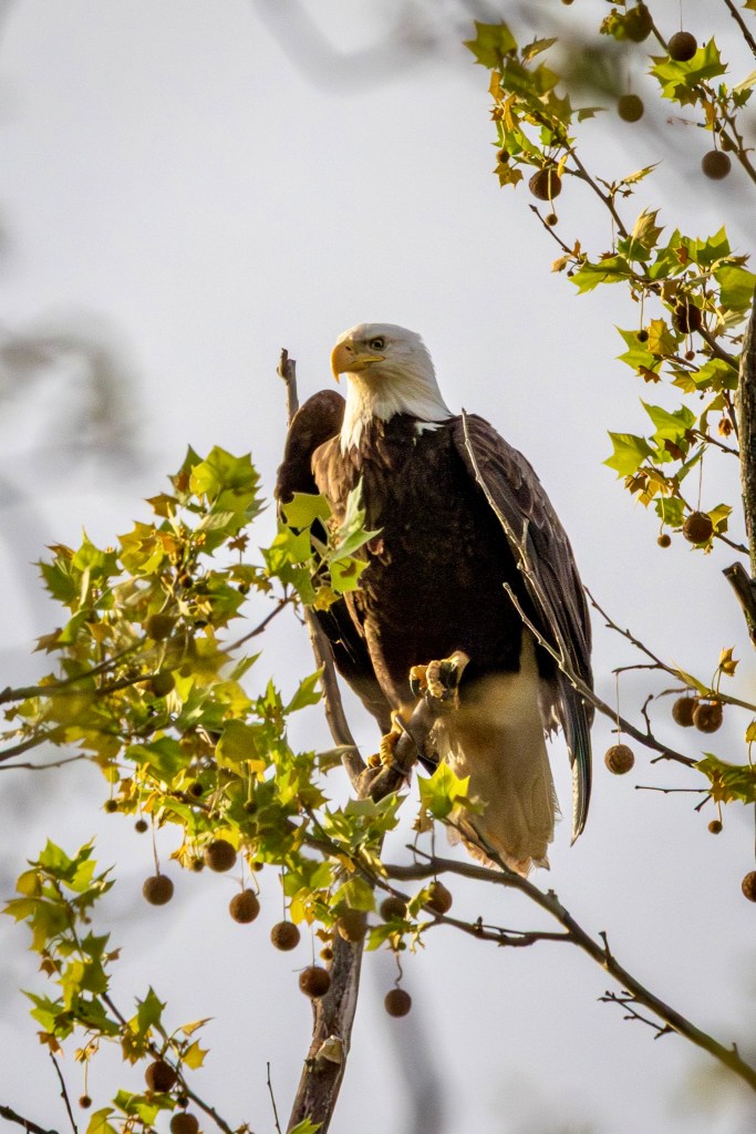 A mature bald eagle sits in a tree and begins to pull its wings away from its body prior to taking flight.
