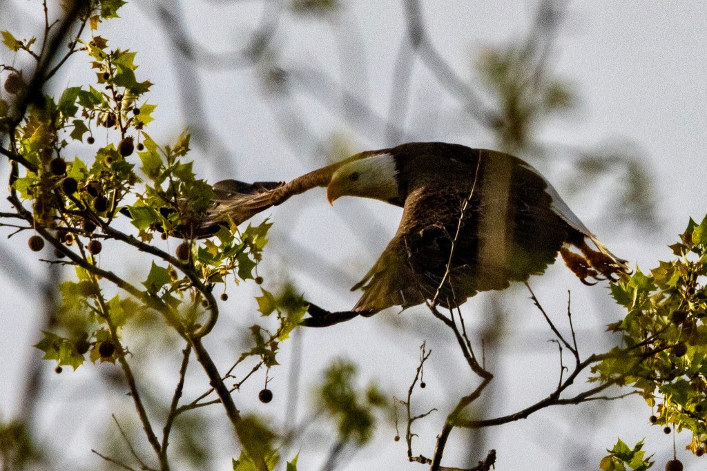 A bald eagle, seen through leaves and tree branches, flaps its wings downward after launching itself from a tree limb.
