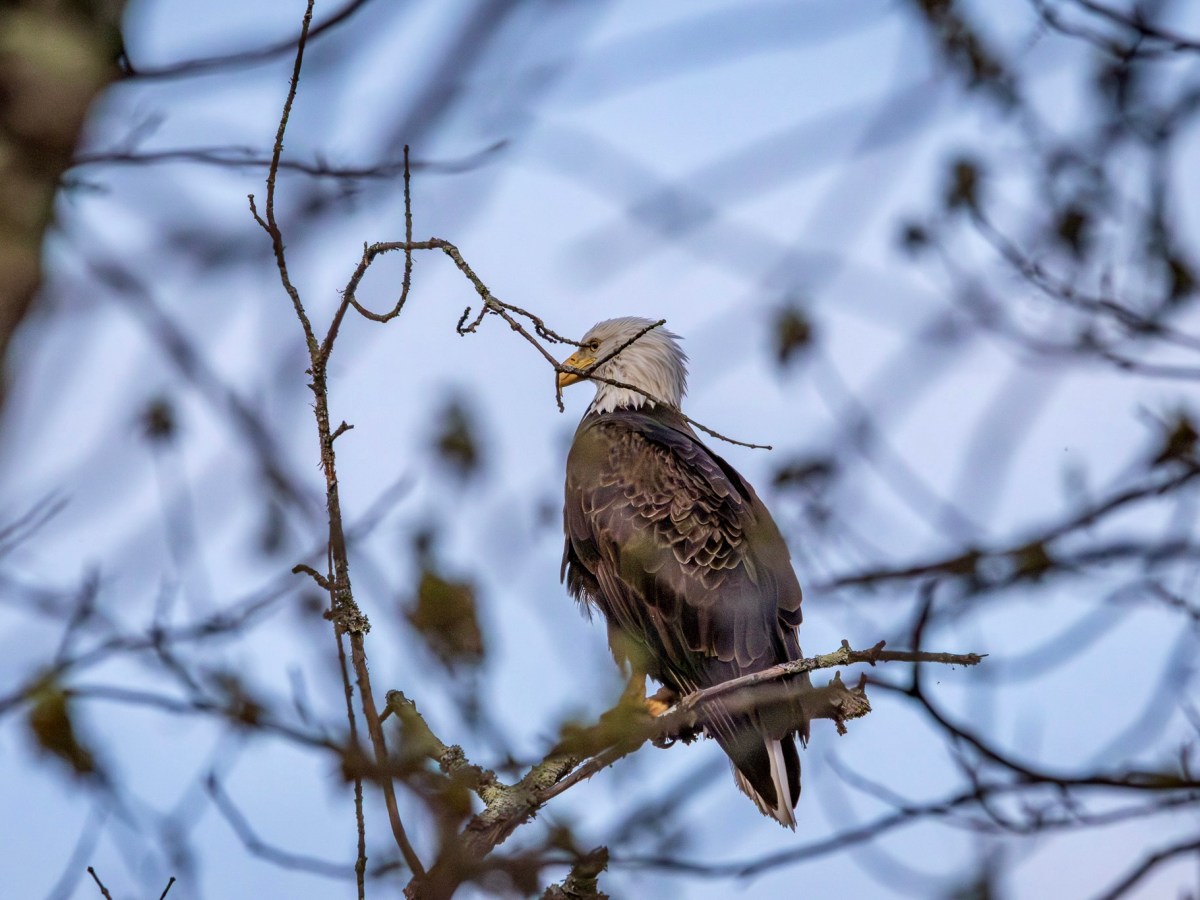 No fooling: my first bird of April was a bald&nbsp;eagle