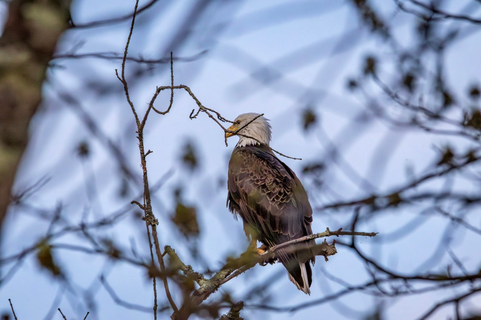 A mature bald eagle sits on a tree branch. Part of the bird's white head and yellow beak are obscured by a thin tree branch.