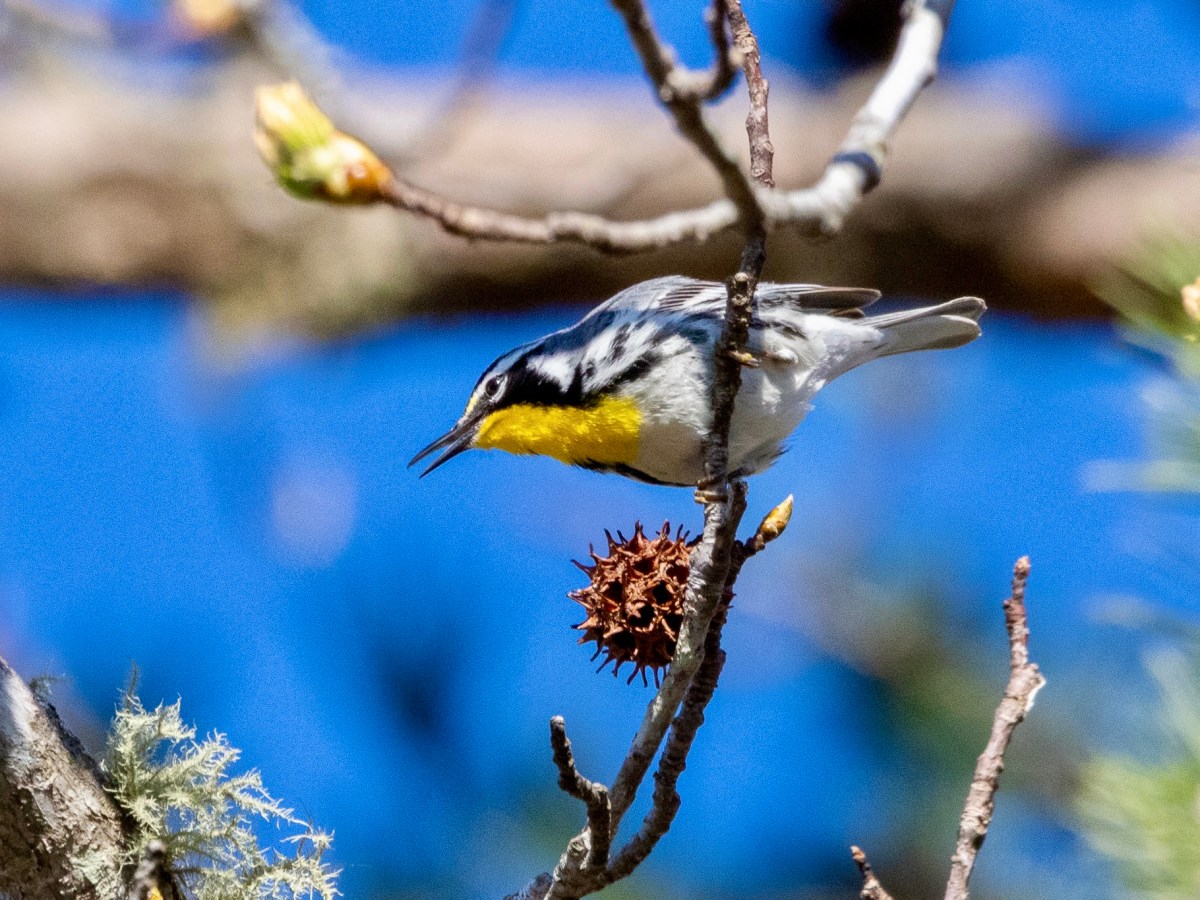 A most cooperative bird: the yellow-throated&nbsp;warbler
