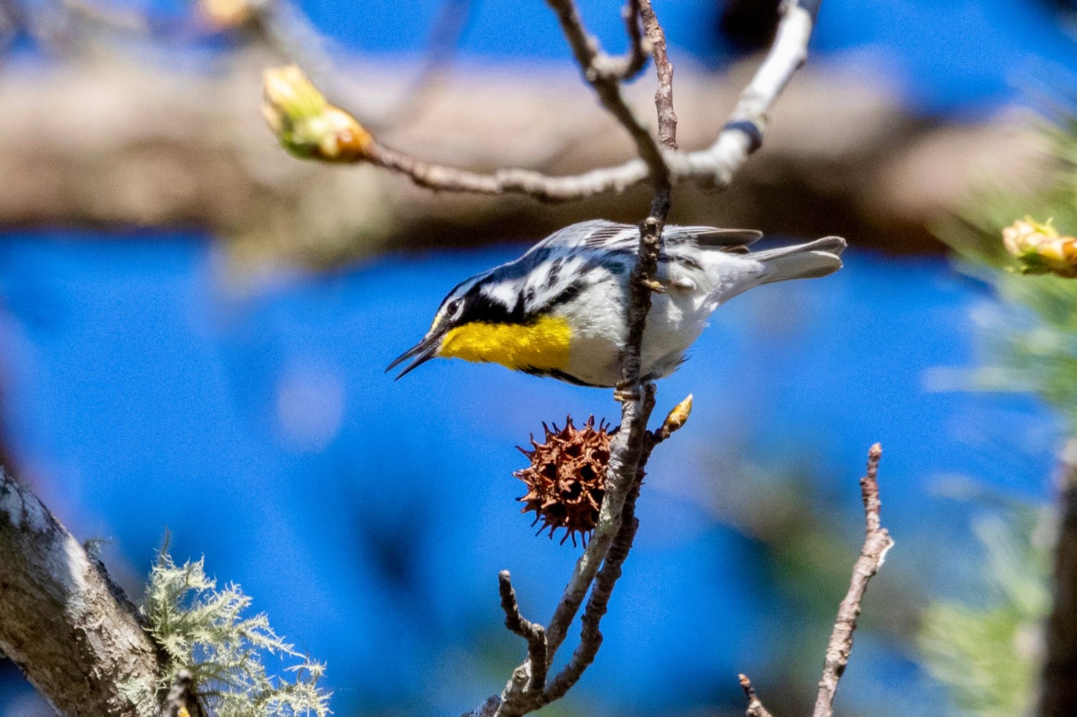 A yellow-throated warbler leans forward from a tree branch, with a spikey reddish fruit from a sweet gum tree just below it.