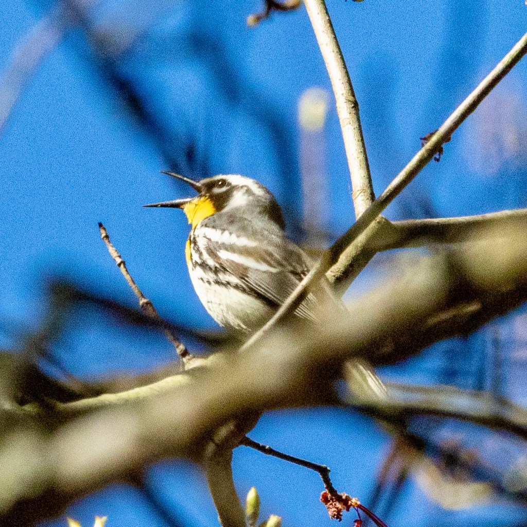 Yellow-throated warbler opens its black beak wide to sing from a tree branch.