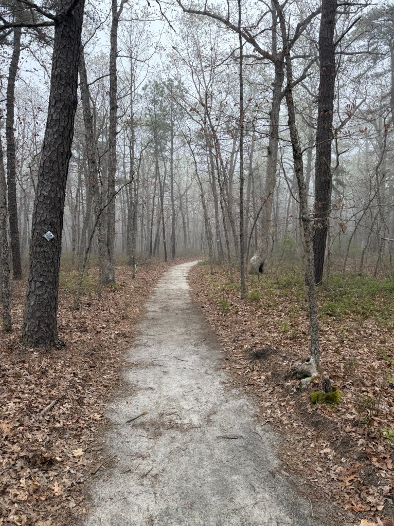 Hard-packed sand path through the trees under slightly foggy conditions.