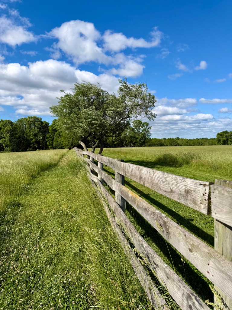 Wooden fence through the grass fields, with modest-sized tree down the way.