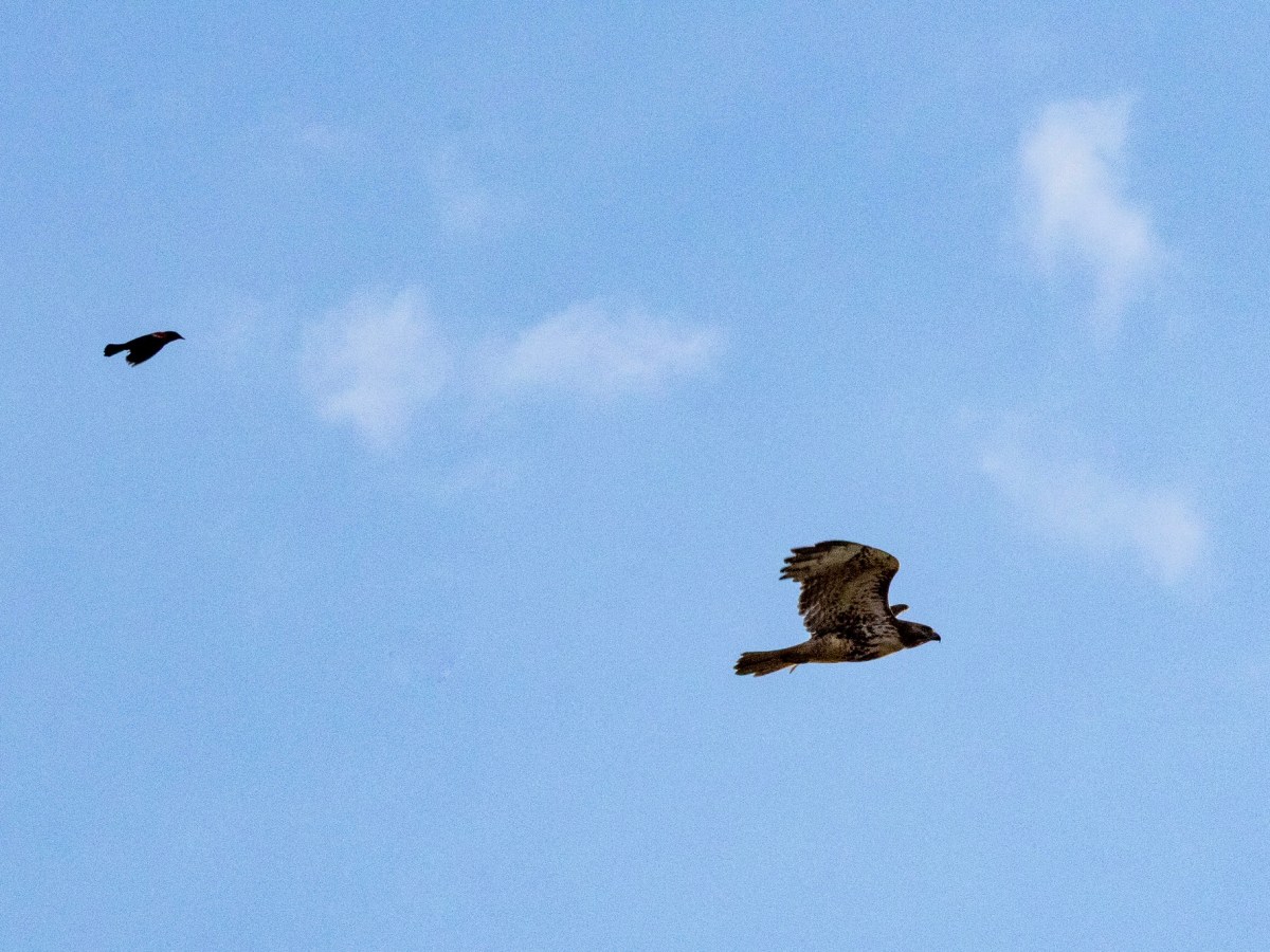 Things are looking up in&nbsp;birding