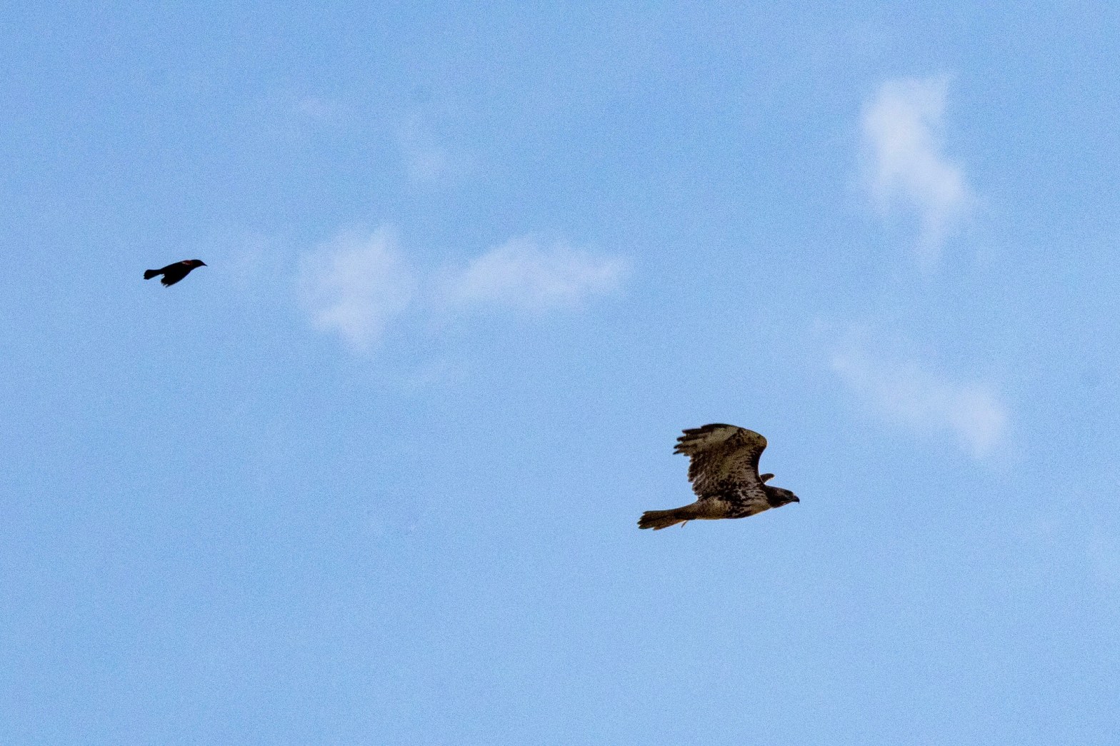 Flying left to right against a bright blue sky with a few small clouds, a red-winged blackbird chases a red-tailed hawk.