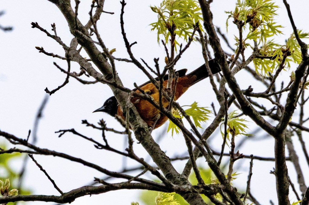 An orchard oriole perches in a tree, its black head peeking out from beyond a limb and part of its orange body obscured by the limb on which it was perched.
