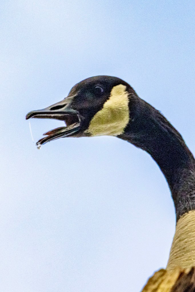 Close-up of Canada goose honking from the top of a tree, shwoing the goose from the neck up. Its beak is wide open with a string of what appears to be saliva stretching from the tips of the beak.

